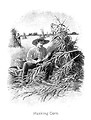 Free Stock Photo: Vintage illustration of a farmer husking corn