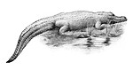Free Stock Photo: Vintage illustration of an alligator