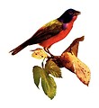 Free Stock Photo: Vintage illustration of a nonpareil bird