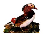 Free Stock Photo: Vintage illustration of a mandarin duck