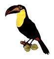 Free Stock Photo: Vintage illustration of a yellow throated toucan