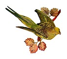 Free Stock Photo: Vintage illustration of an Australian grass parakeet