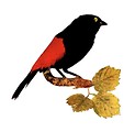 Free Stock Photo: Vintage illustration of a red rumped tanager