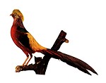 Free Stock Photo: Vintage illustration of a golden pheasant