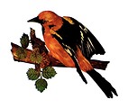 Free Stock Photo: Vintage illustration of a golden oriole