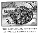 Free Stock Photo: Vintage illustration of a rattlesnake