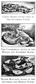 Free Stock Photo: Vintage illustrations of various poisonous snakes
