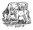 Free Stock Photo: Vintage illustration of a cow and calf grazing in a field