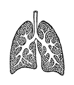 Free Stock Photo: Vintage illustration of lungs