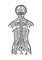 Free Stock Photo: Vintage illustration of the human nervous system