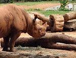 Free Stock Photo: Rhinoceros