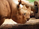 Free Stock Photo: Rhinoceros portrait