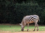 Free Stock Photo: Zebra
