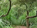 Free Stock Photo: Tropical bushes
