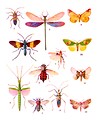 Free Stock Photo: Various colorful insect illustrations isolated on a white background