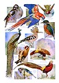 Free Stock Photo: Illustrations of various colorful birds
