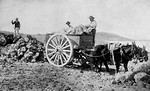 Free Stock Photo: Vintage photo of men loading a cart pulled by mules