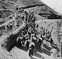 Free Stock Photo: Vintage photo of llamas carrying ore from a mine
