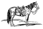Free Stock Photo: Vintage illustration of a horse