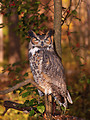 Free Stock Photo: An owl sitting on a tree branch