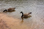 Free Stock Photo: Canadian geese swimming on a lake