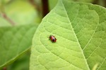 Free Stock Photo: A ladybug on a large green leaf
