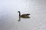 Free Stock Photo: A Canadian goose swimming on a lake