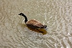 Free Stock Photo: A Canadian goose swimming on a lake