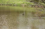 Free Stock Photo: A Canadian goose swimming on a lake