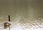 Free Stock Photo: A Canadian goose swimming on a lake