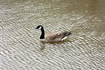 Free Stock Photo: A Canadian goose swimming on a lake