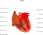 Free Stock Photo: Medical illustration of a human heart