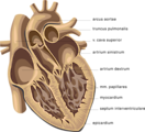 Free Stock Photo: Medical illustration of a human heart