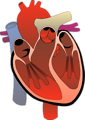 Free Stock Photo: Medical illustration of a human heart