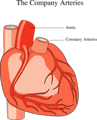 Free Stock Photo: Medical illustration of a human heart