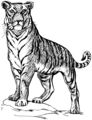 Free Stock Photo: Illustration of a tiger