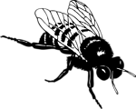 Free Stock Photo: Illustration of a bee