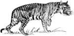 Free Stock Photo: Illustration of a tiger