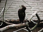 Free Stock Photo: Black bird