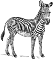 Free Stock Photo: Illustration of a zebra