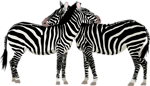 Free Stock Photo: Illustration of zebras