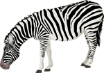 Free Stock Photo: Illustration of a zebra