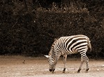 Free Stock Photo: Zebra sepia tone