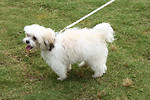 Free Stock Photo: A small dog on a leash