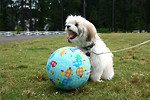 Free Stock Photo: A small dog sitting in the grass by a ball