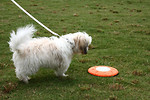 Free Stock Photo: A small dog on a leash standing by a frisbee