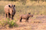 Free Stock Photo: A rhinoceros with calf standing in tall grass
