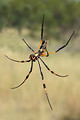 Free Stock Photo: Close-up of a large orange and black spider