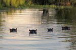 Free Stock Photo: Four hippopotamuses in the water