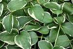 Free Stock Photo: Close-up of large green leaves